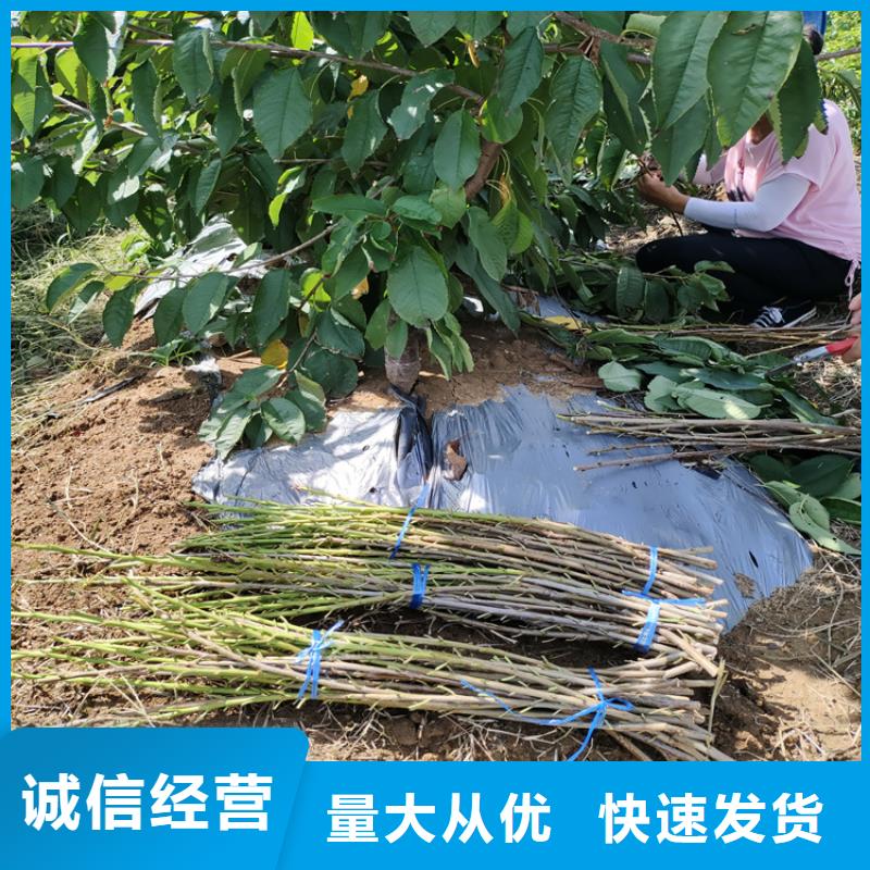 樱桃苹果苗实拍品质保障<当地>供应商