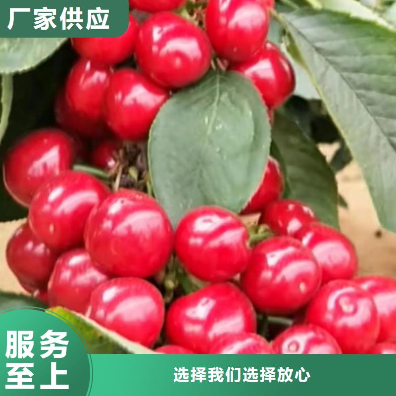 樱桃_樱桃苗质量牢靠规格齐全实力厂家