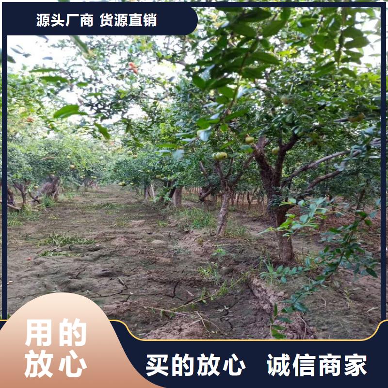 石榴苹果苗对质量负责质量无忧