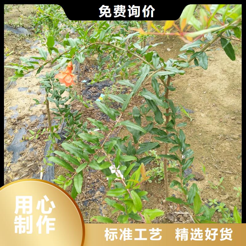 石榴苹果苗高质量高信誉精致工艺