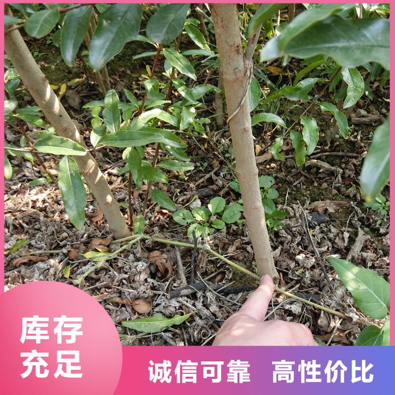 【石榴桃树苗层层质检】用心经营