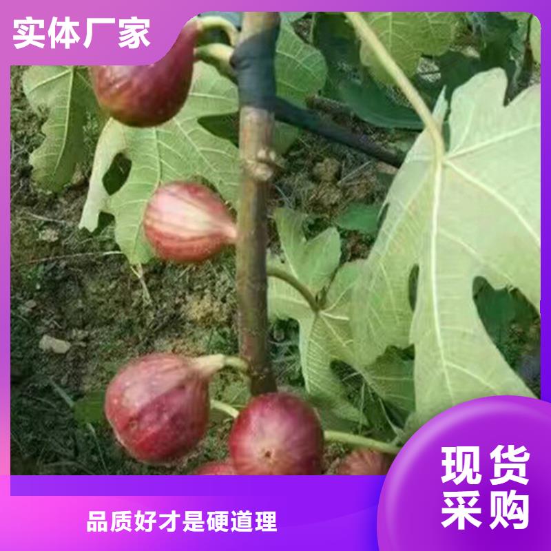 无花果【樱桃苗】规格型号全同城经销商