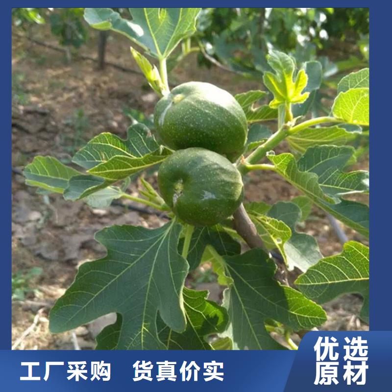 无花果樱桃苗种类齐全严选好货