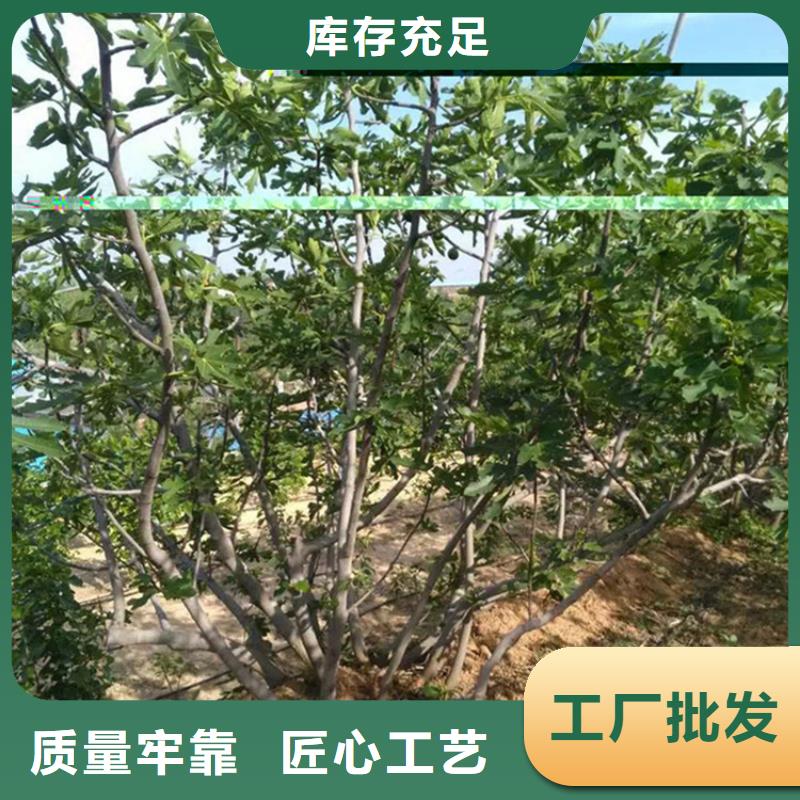 无花果_西瓜苗每个细节都严格把关价格透明