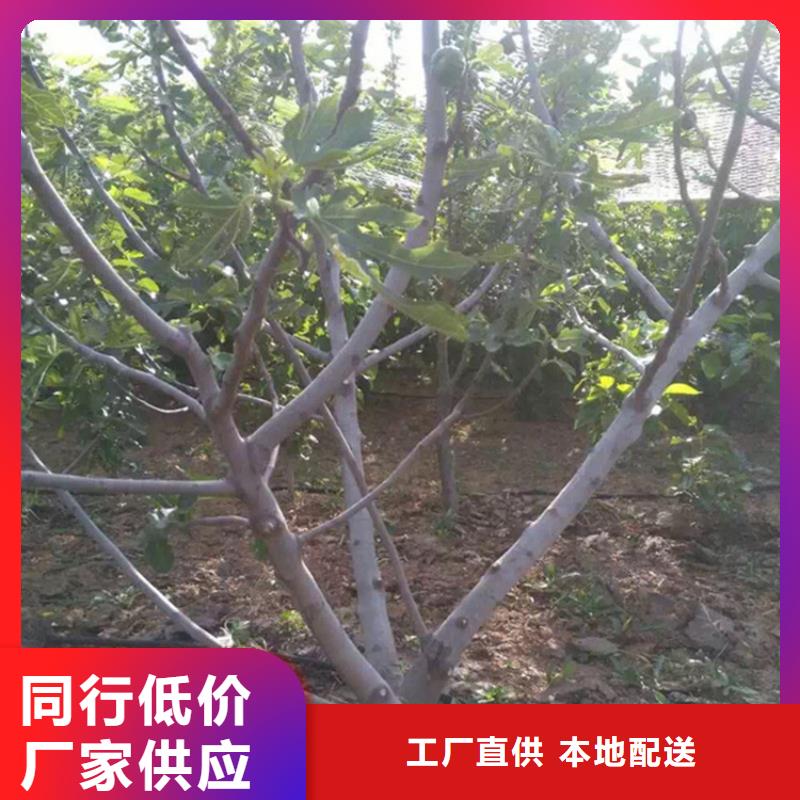 无花果樱桃苗工艺层层把关当地品牌