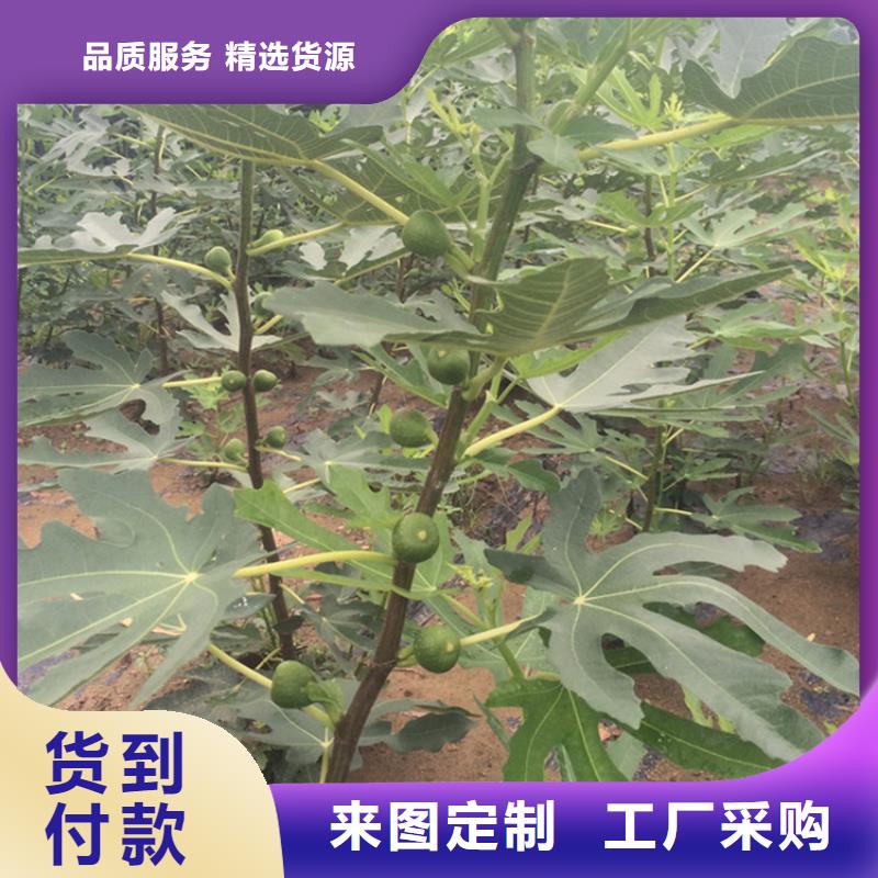 无花果蓝莓苗设计合理低价货源