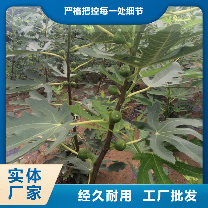 无花果石榴树行业优选用心做产品