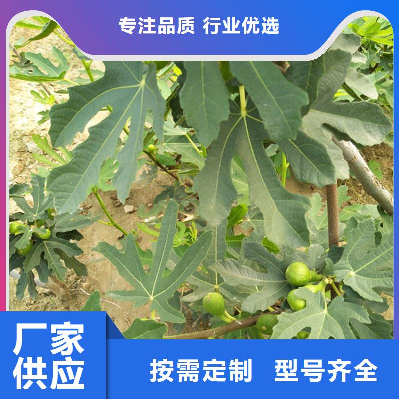 无花果苹果苗全品类现货同城厂家