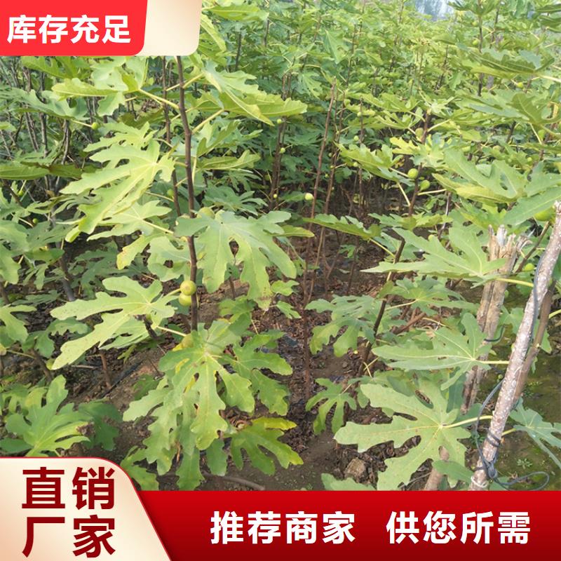 无花果嘎啦苹果就近发货当地供应商