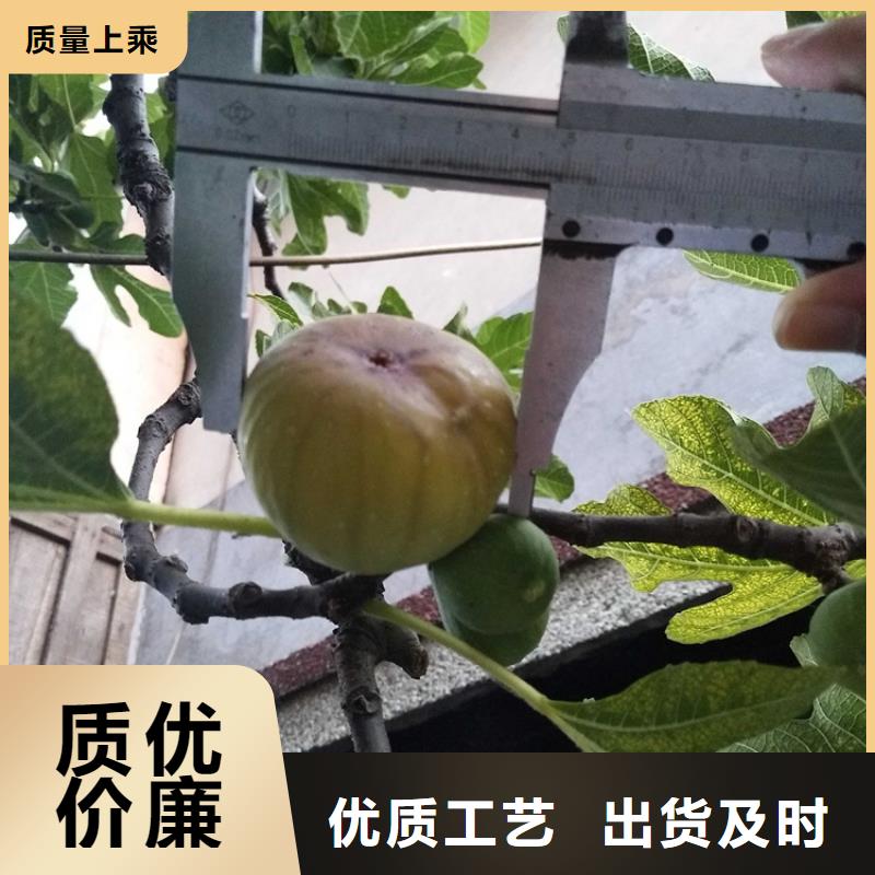 无花果石榴苗实力工厂专业生产N年