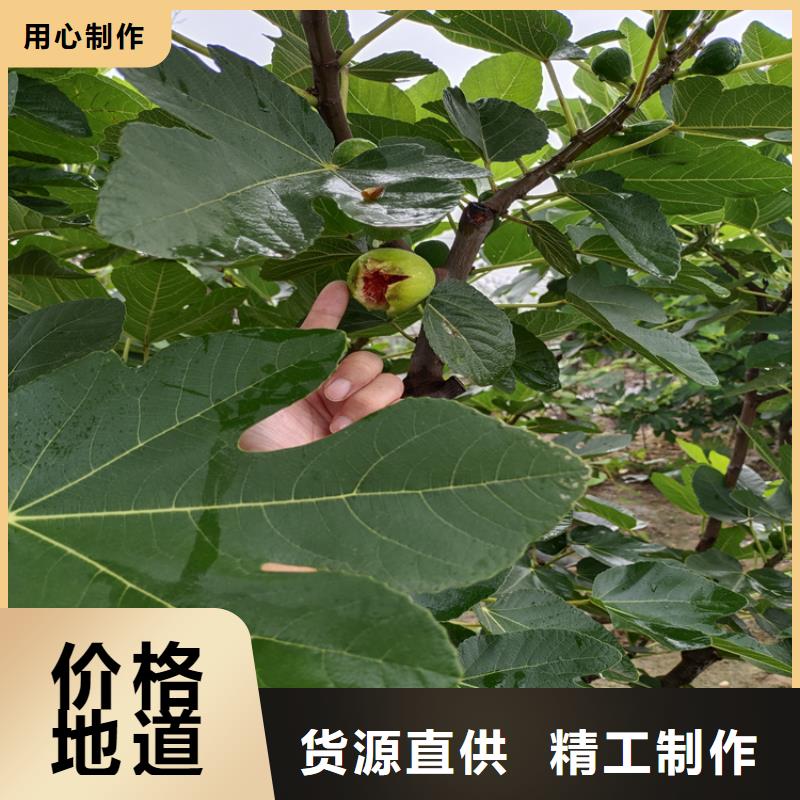 无花果苹果苗来电咨询经验丰富质量放心