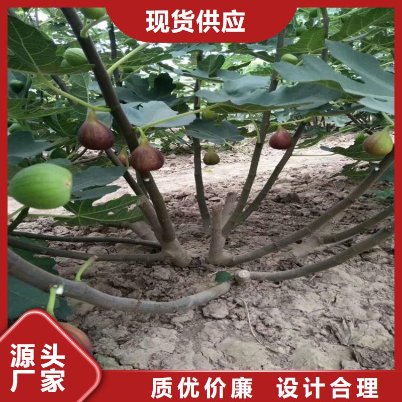 无花果_【苹果苗】价格透明实力厂商