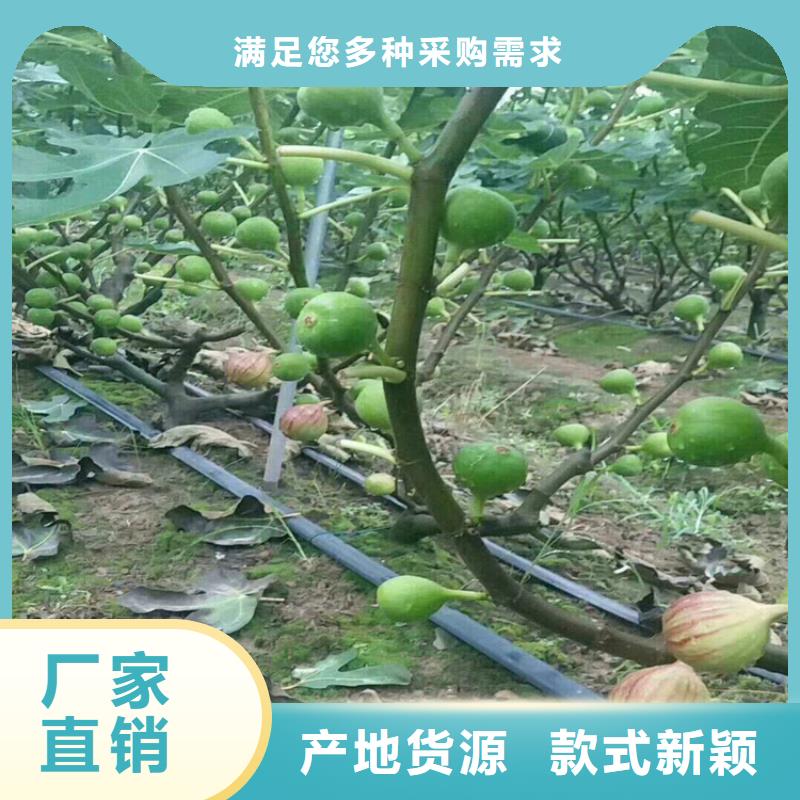 无花果苹果苗厂家货源稳定同城生产商