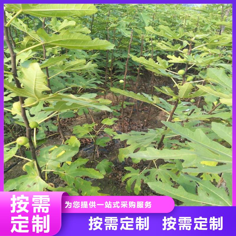 无花果苹果苗欢迎来电咨询同城品牌