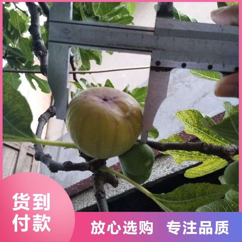 无花果苹果苗品质保障价格合理海量现货直销