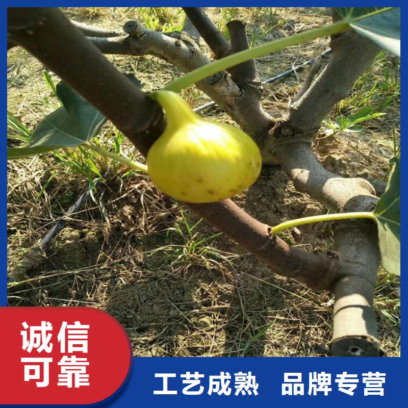 无花果苹果苗实拍品质保障精挑细选好货