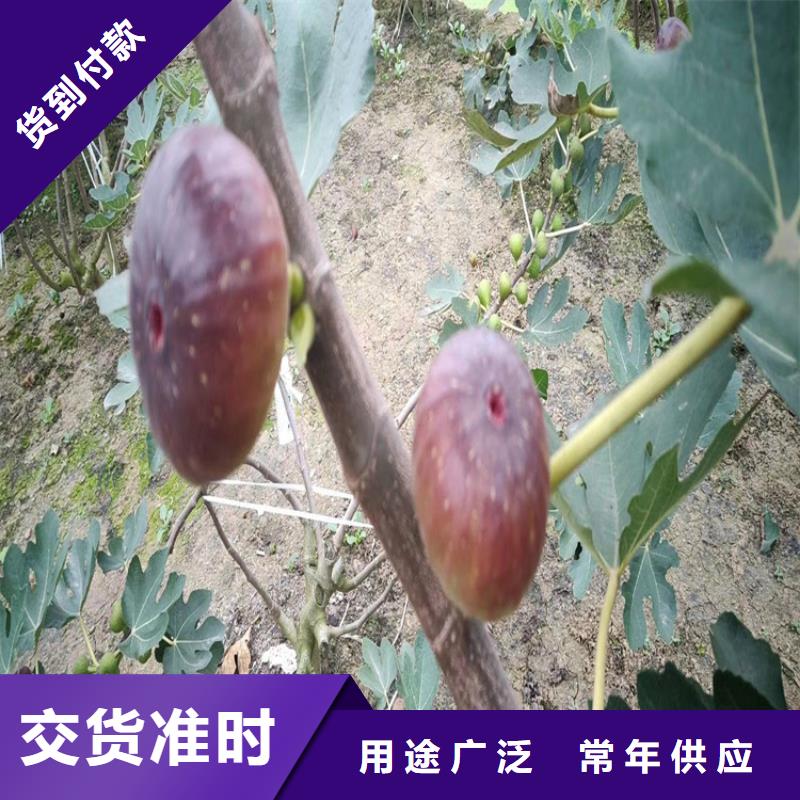 无花果,樱桃苗支持定制批发专业供货品质管控