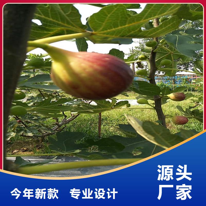 无花果【樱桃苗】品牌企业应用范围广泛