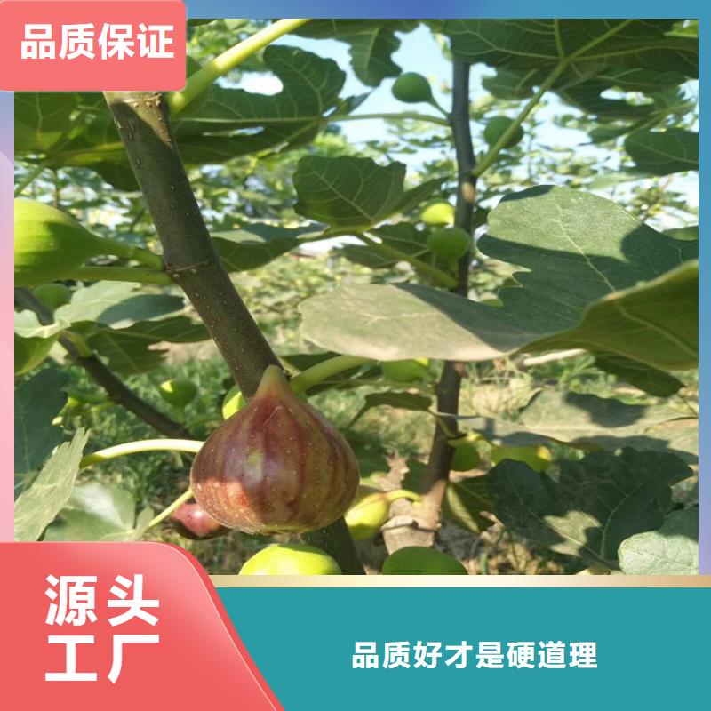 无花果_樱桃苗厂家直营工厂现货供应