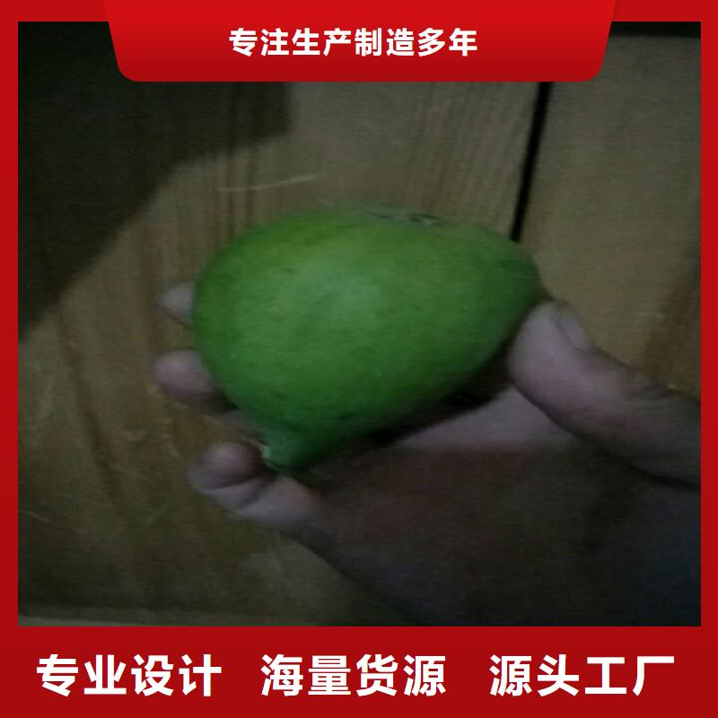 无花果-北美冬青严选用料生产安装