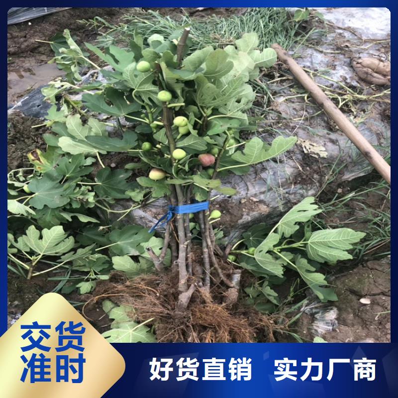 【无花果】桃树苗为您精心挑选厂家自营