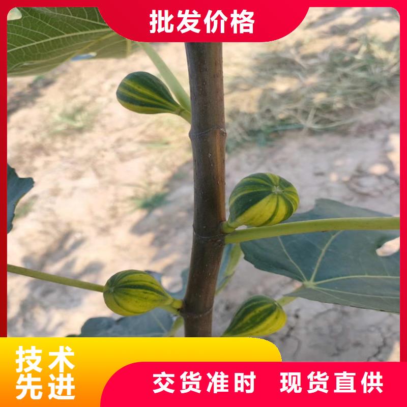 【无花果】苹果苗现货充足量大优惠厂家直发