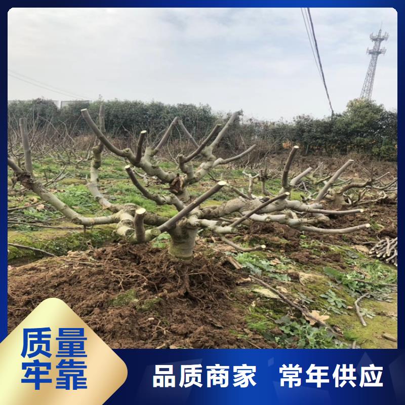 无花果【苹果苗】可定制有保障同城生产商