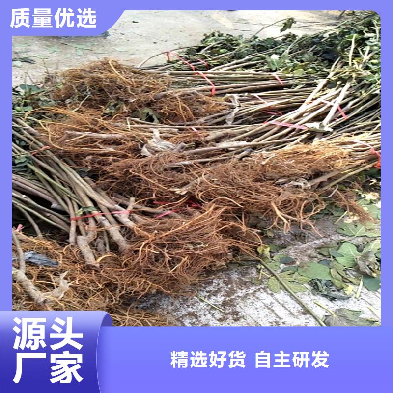 无花果桃树苗质保一年当地货源