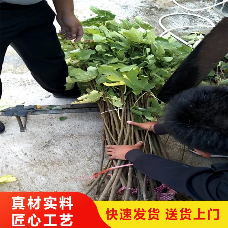 无花果北美冬青原料层层筛选市场行情