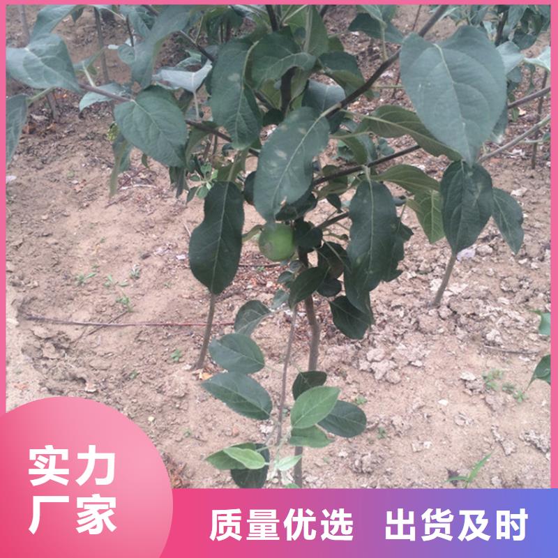 苹果,苹果苗一站式采购当地品牌