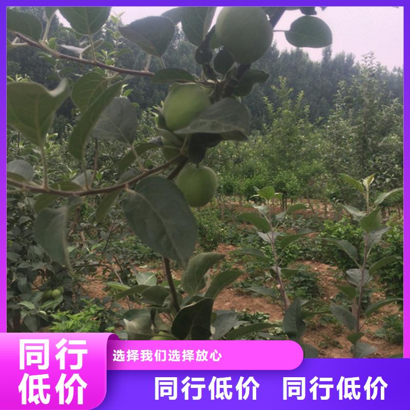 苹果苹果苗无中间商厂家直销用心经营