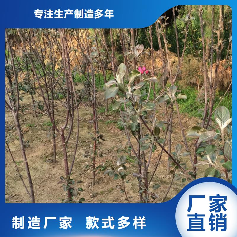 苹果北美冬青现货专业厂家