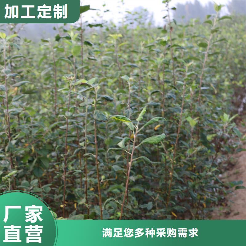 【苹果】桃树苗欢迎来电询价用的放心