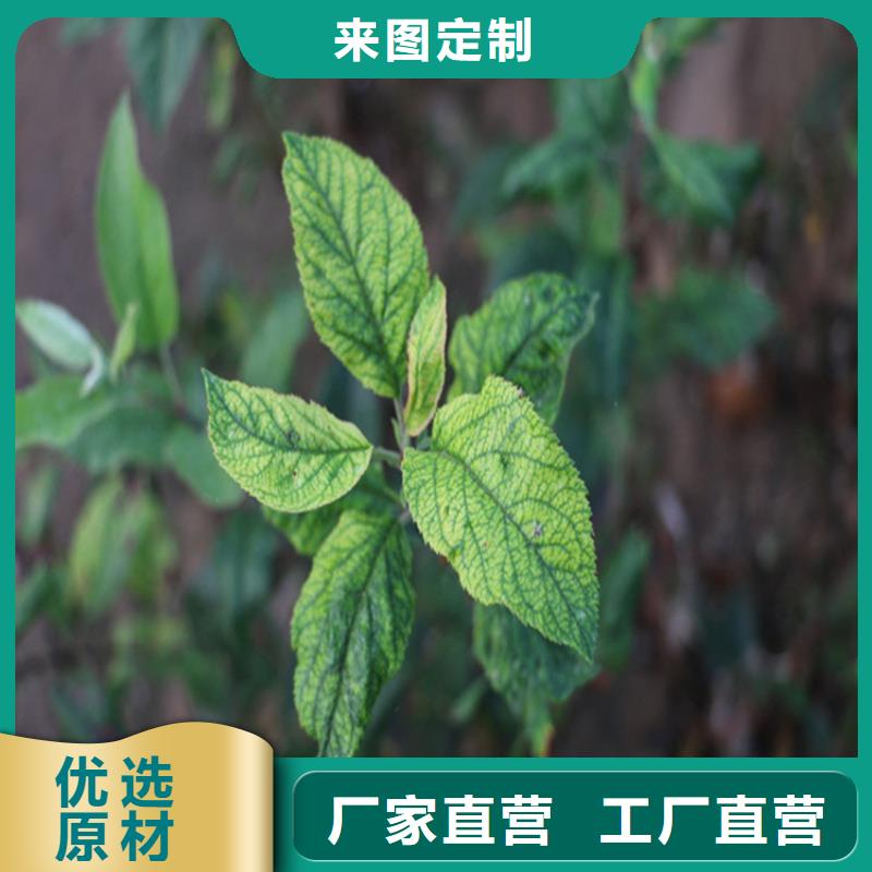 苹果无花果苗源头厂家量大价优同城品牌