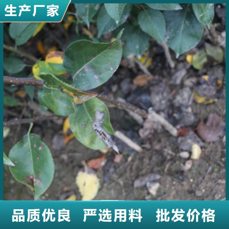 苹果桃树苗免费询价销售的是诚信