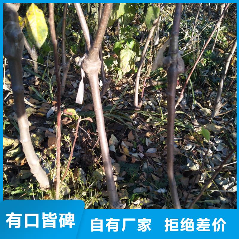 苹果_葡萄苗供货及时当地货源