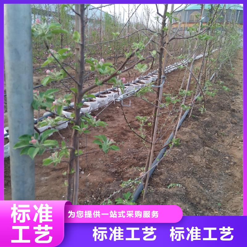 苹果苹果苗质检合格发货附近公司