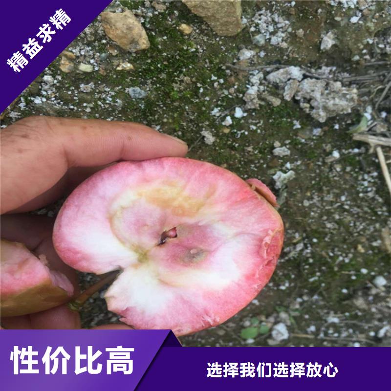 苹果板栗苗实力厂家直销超产品在细节