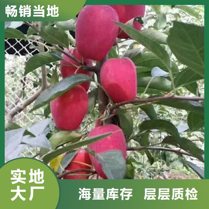 【苹果】苹果苗严格把关质量放心附近经销商