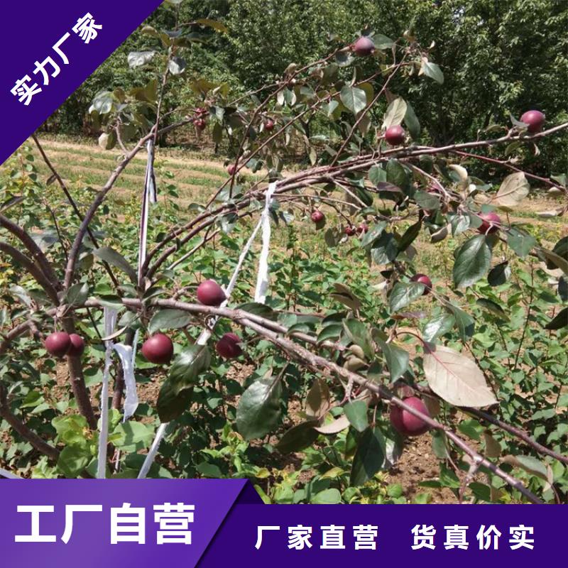 【苹果-樱桃苗源头厂家直销】层层质检