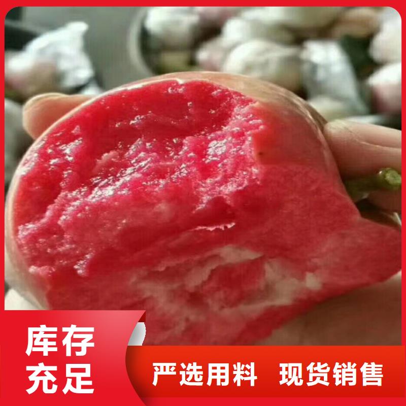 苹果,【苹果苗】精工打造源头厂家经验丰富