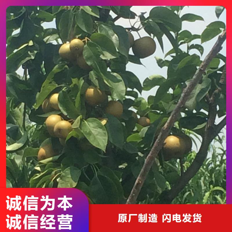 梨树樱桃苗售后无忧精品优选