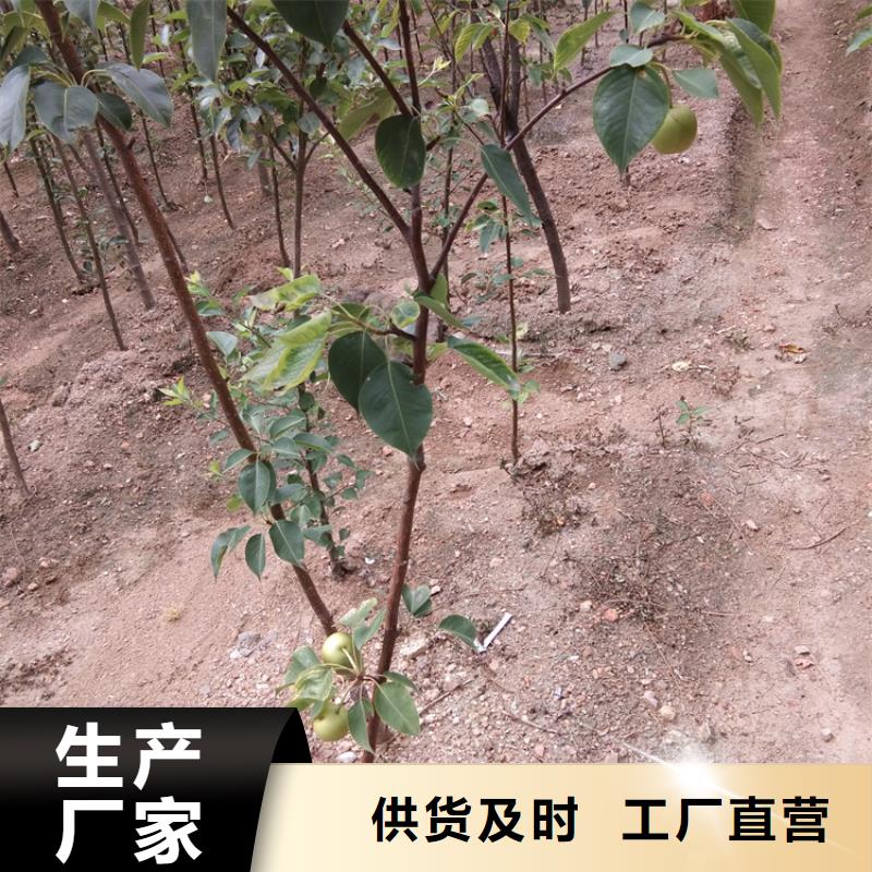 【梨树蓝莓苗产品优良】为您精心挑选