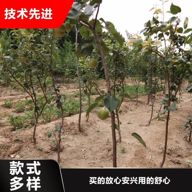 梨树-石榴树苗可零售可批发本地品牌