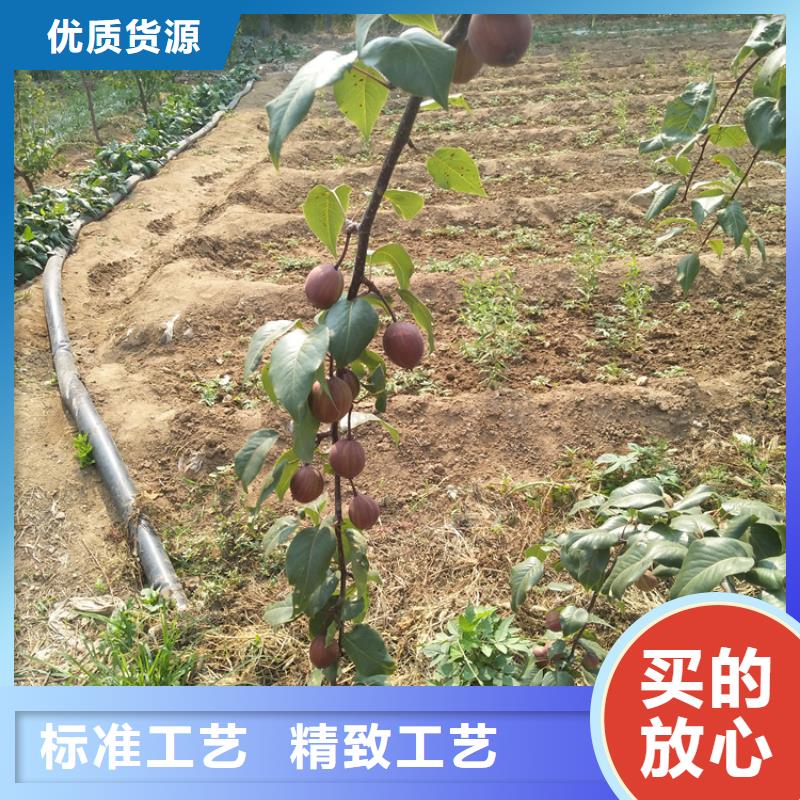 【梨树】花椒苗现货批发【本地】品牌