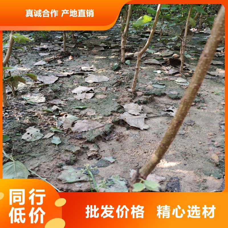 梨树【梨树苗】研发生产销售本地供应商