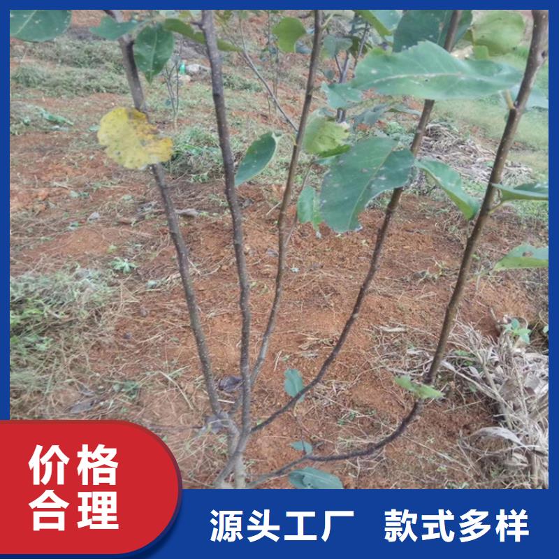 【梨树】蓝莓苗规格型号全厂家定制