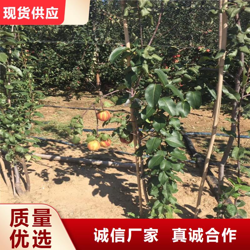 【梨树桃树苗实力见证】大量现货供应