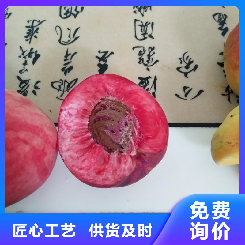 桃_桃树苗诚信经营质量保证实力优品