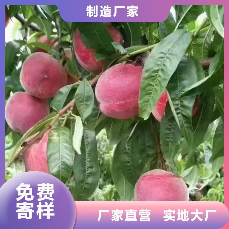 桃【樱桃苗】优选厂商当地制造商